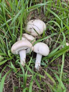 Pilzticker Odenwald 18 Wiesenchampignon09